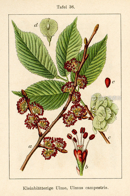 英国榆树(Ulmus procera)